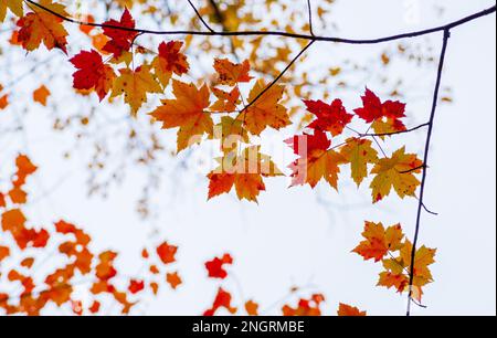 The branch of a sugar maple tree (Acer saccharum) in peak fall foliage, with leaves in golden and red shades, against a white sky. Borestone Mountain. Stock Photo