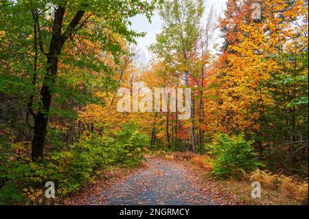 Mountain road through a hemlock-hardwood forest in full peak foliage. Maple, beech and birch trees in fiery fall colors. Borestone Mountain, Maine, US Stock Photo