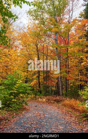 Mountain road through a hemlock-hardwood forest in full peak foliage. Maple, beech and birch trees in fiery fall colors. Borestone Mountain, Maine, US Stock Photo