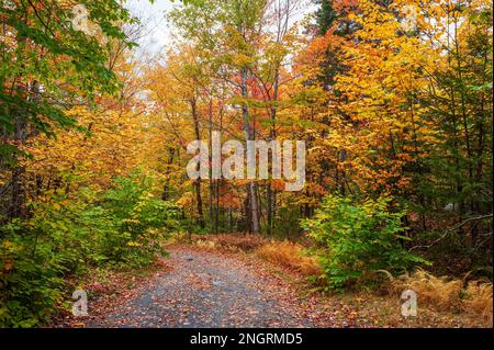 Mountain road through a hemlock-hardwood forest in full peak foliage. Maple, beech and birch trees in fiery fall colors. Borestone Mountain, Maine, US Stock Photo