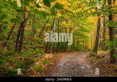 Mountain road through a hemlock-hardwood forest in full peak foliage. Maple, beech and birch trees in fiery fall colors. Borestone Mountain, Maine, US Stock Photo