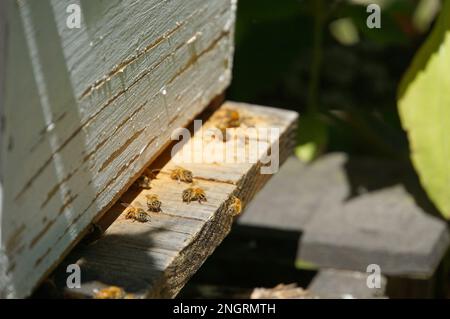 Honey bees flying in and out of a small wooden bee hive Stock Photo