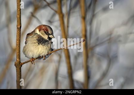 House sparrow in winter Stock Photo