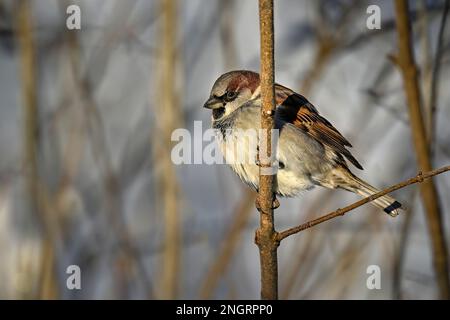 House sparrow in winter Stock Photo