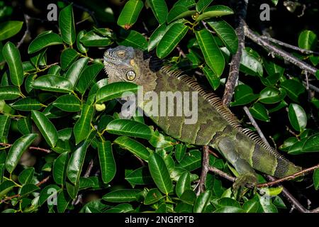 Green iguana, master of disguise Stock Photo