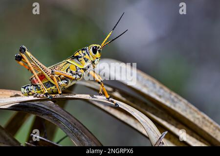 Beautiful Eastern lubber grasshopper ready to escape from the scene. Stock Photo