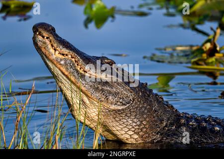 It was time of the year when male alligators roar and make bellowing sounds. Stock Photo