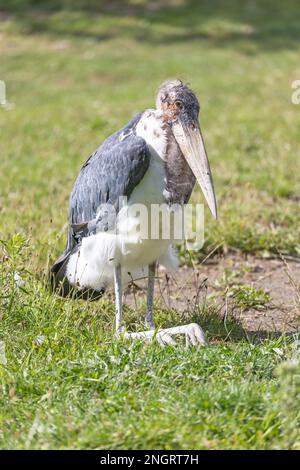 Storks Game Marabou stork standing on one leg in the dry savannah grass, Chobe ...