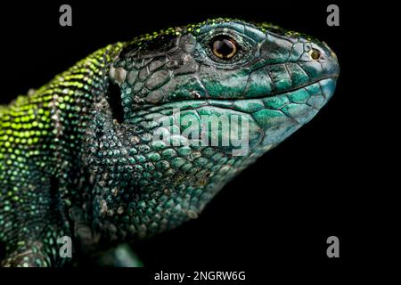 Black headed sand lizard (Lacerta agilis exigua) Stock Photo