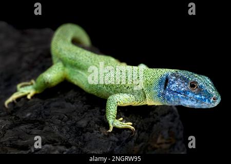 European green lizard (Lacerta viridis) Stock Photo