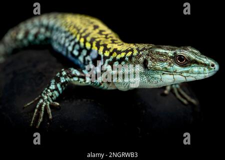 Italian wall lizard (Podarcis siculus siculus) Stock Photo