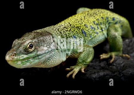 Iberian occulted lizard (Timon lepidus) Stock Photo