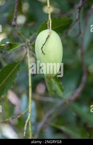 Green mango growing in the wild on a tree in Sri Lanka. Stock Photo