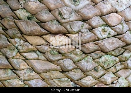 Close Up Eastern Cape Giant Cycad At Amsterdam The Netherlands 28-1-2023 Stock Photo