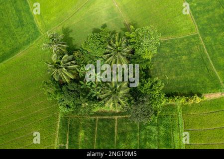 Aerial drone picture of a tree islandin the middle of paddy fields. Stock Photo