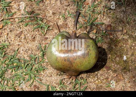 seedpod of the Barringtonia asiatica or fish poisoning tree in Sri Lanka. Stock Photo