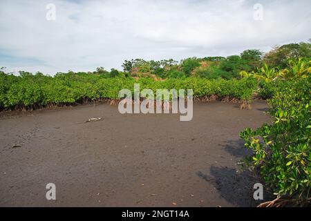 Mangroves jungle close Toubacouta village, Senegal, West Africa Stock Photo