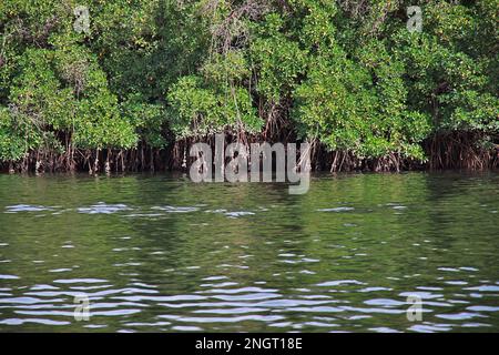 Mangroves jungle close Toubacouta village, Senegal, West Africa Stock Photo