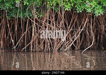 Mangroves jungle close Toubacouta village, Senegal, West Africa Stock Photo