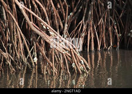 Mangroves jungle close Toubacouta village, Senegal, West Africa Stock Photo