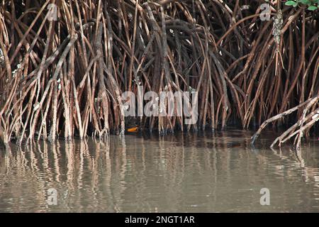 Mangroves jungle close Toubacouta village, Senegal, West Africa Stock Photo