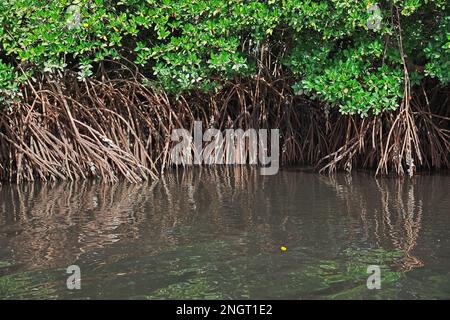 Mangroves jungle close Toubacouta village, Senegal, West Africa Stock Photo