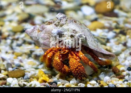 A hermit crab underwater. These marine creatures live in discarded seashells, and trade up to a lager shell as they grow. Stock Photo