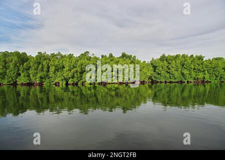 Mangroves jungle close Toubacouta village, Senegal, West Africa Stock Photo