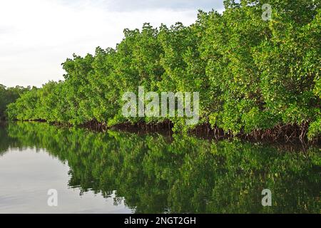 Mangroves jungle close Toubacouta village, Senegal, West Africa Stock Photo