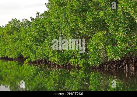 Mangroves jungle close Toubacouta village, Senegal, West Africa Stock Photo