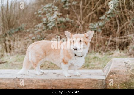Welsh Pembroke Corgi Dog Stock Photo