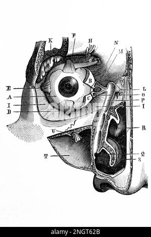 Eye anatomy. Antique illustration from a medical book. 1889. Stock Photo