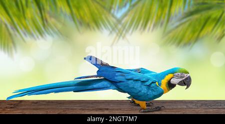 Blue and yellow macaw parrot on wooden table with palm tree background. Stock Photo