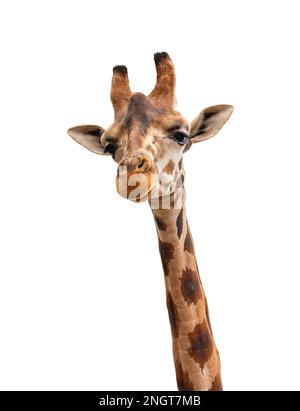 Portrait of giraffe isolated on white background. Stock Photo