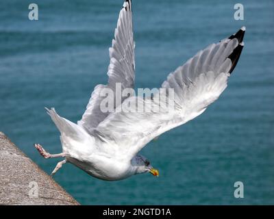 Closeup herring gulls (Larus argentatus) in flight with many details on the wings Stock Photo