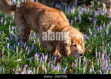 Crocus spaniel deals