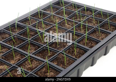 Baby leek seedling plants in black plastic recycled seed tray isolated on white background. Gardening equipment for local and home grown produce. Stock Photo