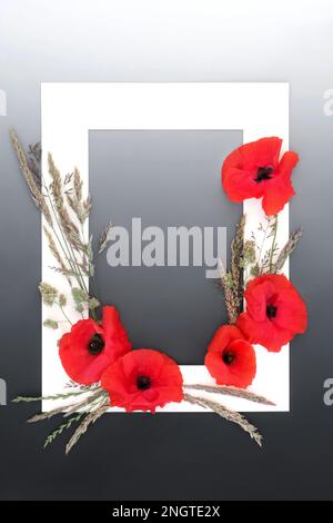 Red poppy wildflower and meadow grass abstract background frame on gradient grey. Minimal natural herbal medicine and animal fodder nature concept. Stock Photo