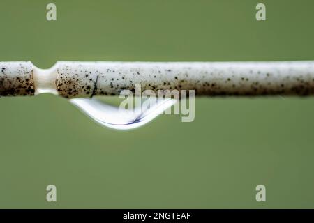 A drop of rain close up on a washing line, dirty with mold stains Stock Photo