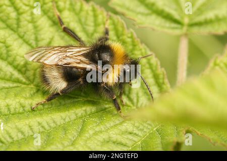 Natural closeup on the forest four colored cuckoo-bumblebee, Bombus sylvestris on a green leaf in the garden Stock Photo