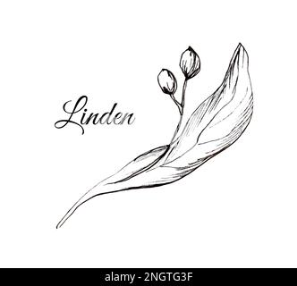 Linden tree branch with flowers. Hand drawn engraving style ...