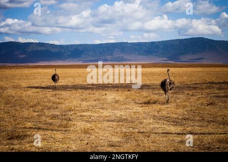 two ostrich wildlife, africa, tansania, ngorongoro Stock Photo