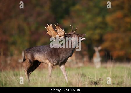 Close-up of a Fallow deer stag during rutting season, UK. Stock Photo