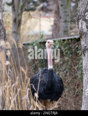 North African ostrich, red-necked ostrich, or Barbary ostrich (Struthio camelus camelus) in Schönbrunn Zoo Stock Photo