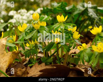winter aconites growing in leaf litter Stock Photo