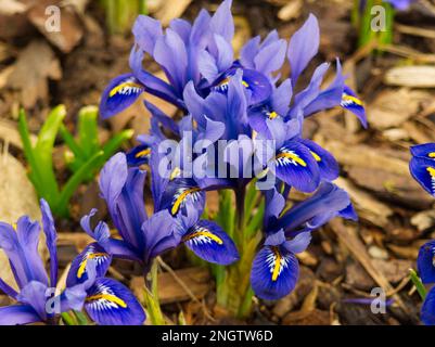 Close up of group of Iris reticulata 'Harmony' Stock Photo