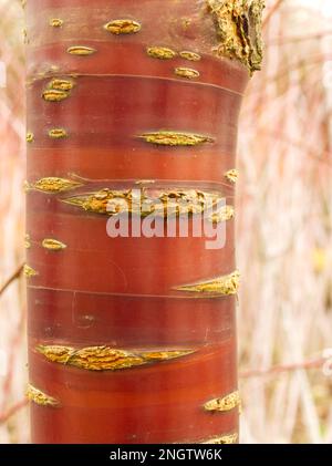 colourful bark of prunus serrula tibetan cherry Stock Photo