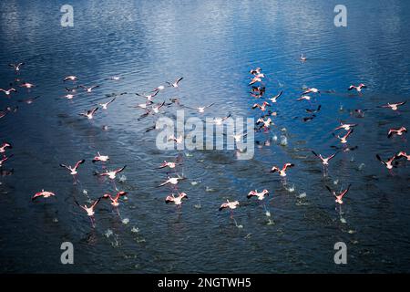 flamingos running over water starting to fly wildlife, africa, tansania, arusha Stock Photo