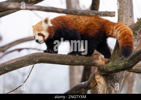 Walking red panda (Ailurus fulgens), also known as the lesser panda. Stock Photo