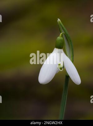 A close up of a single Snowdrop flower, (Galanthus nivalis) isolated against an out of focus background Stock Photo